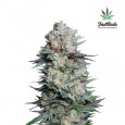 Mexican Airlines Auto - FastBuds